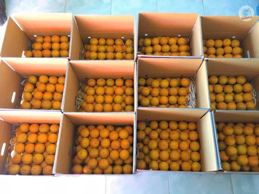 ถูกที่สุด ส้มสายน้ำผึ้ง เบอร์ 5 แท้ จากอ.ฝาง กล่อง 5 กิโล