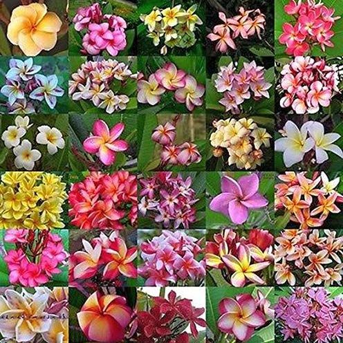 10 เมล็ด ดอกลีลาวดี ลั่นทม รวมทุกสี Plumeria Seeds ชุดรหัส Plumeria ...