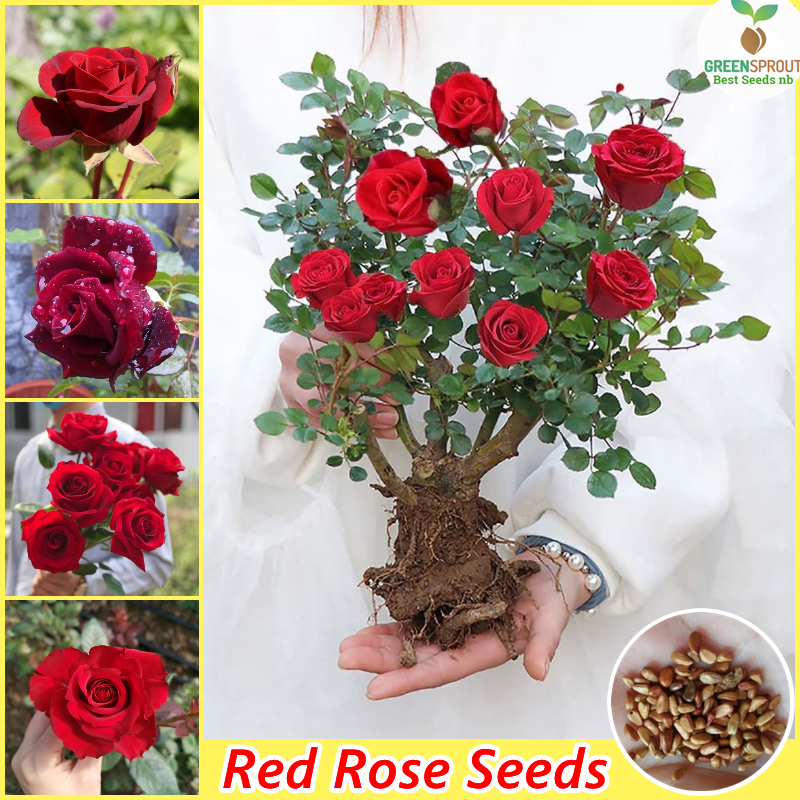 [Fast Delivery] Red Rose Seeds for Planting (200 Seeds) Bonsai Flowering Plants Seeds