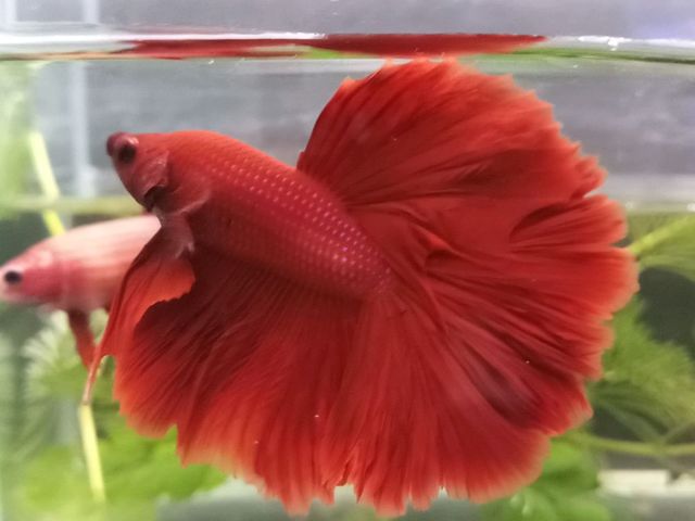 ปลากัดฮาฟมูน สีแดง เพศชาย (HMPK)ราคารวมส่งจัดส่งแบบemsทุกพื้นที่สั่ง3ตัวขึ้นไปรับส่วนลด20 บาท+ฟรีปลากัดจีนคละสี1ตัว