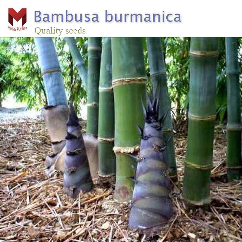 พันธุ์ไผ่บงหวาน Bambusa burmanica หน่อกินสด หวาน กรอบอร่อย (40เมล็ด)