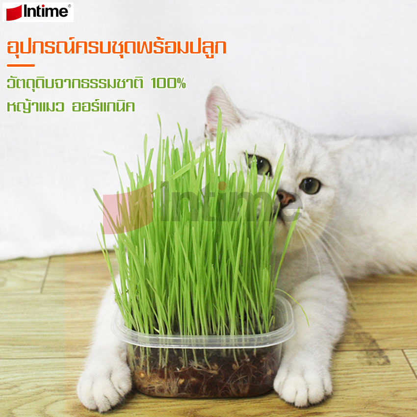 ชุดปลูกต้นข้าวสาลี เมล็ดข้าวสาลี หญ้าแมว หญ้าแมวออร์แกนิค สำหรับสุนัข แมวกระต่าย หญ้าแมววแบบถาด หญ้าหมา ครบชุดพร้อมปลูก ปลอดสารเคมี