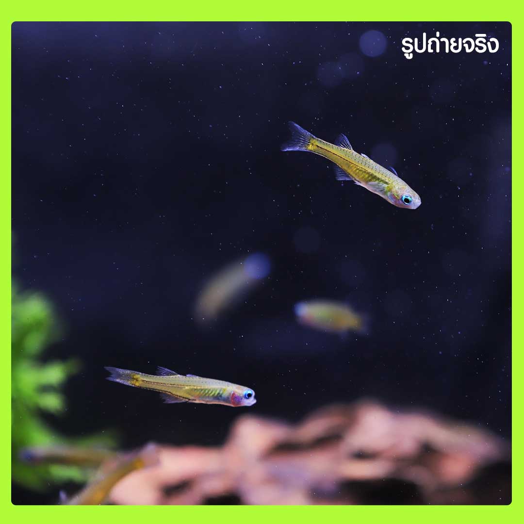 เกอตูเด้จุด (Spotted Gertrudae Blue Eye Rainbowfish) ปลาสวยงาม ปลาตู้