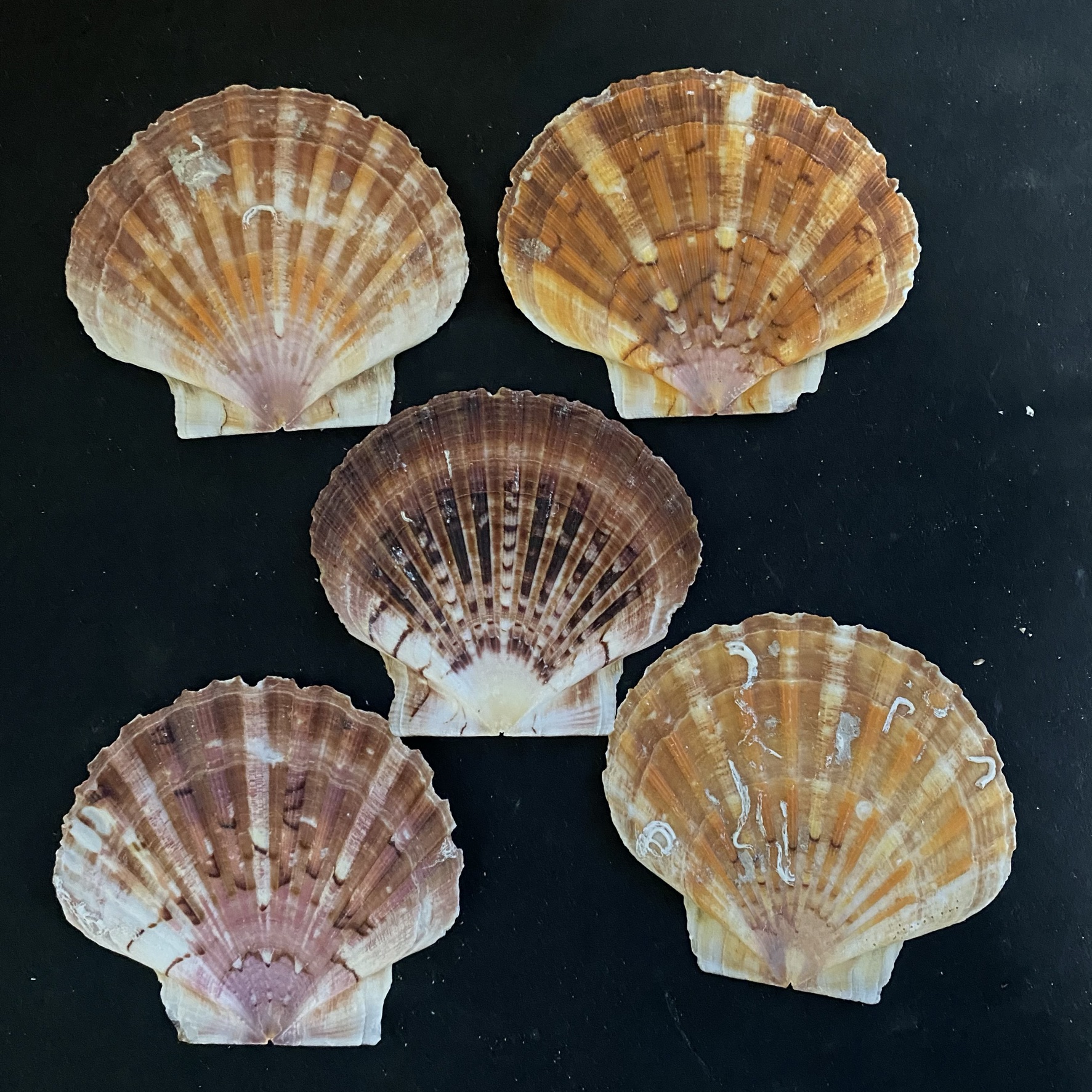 iceland scallop shell หอยเชลล์ไอซ์แลนด์แบน 1013cmสำหรับบาร์บีคิว ของตก