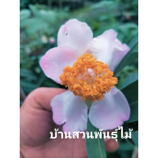 My Image 18