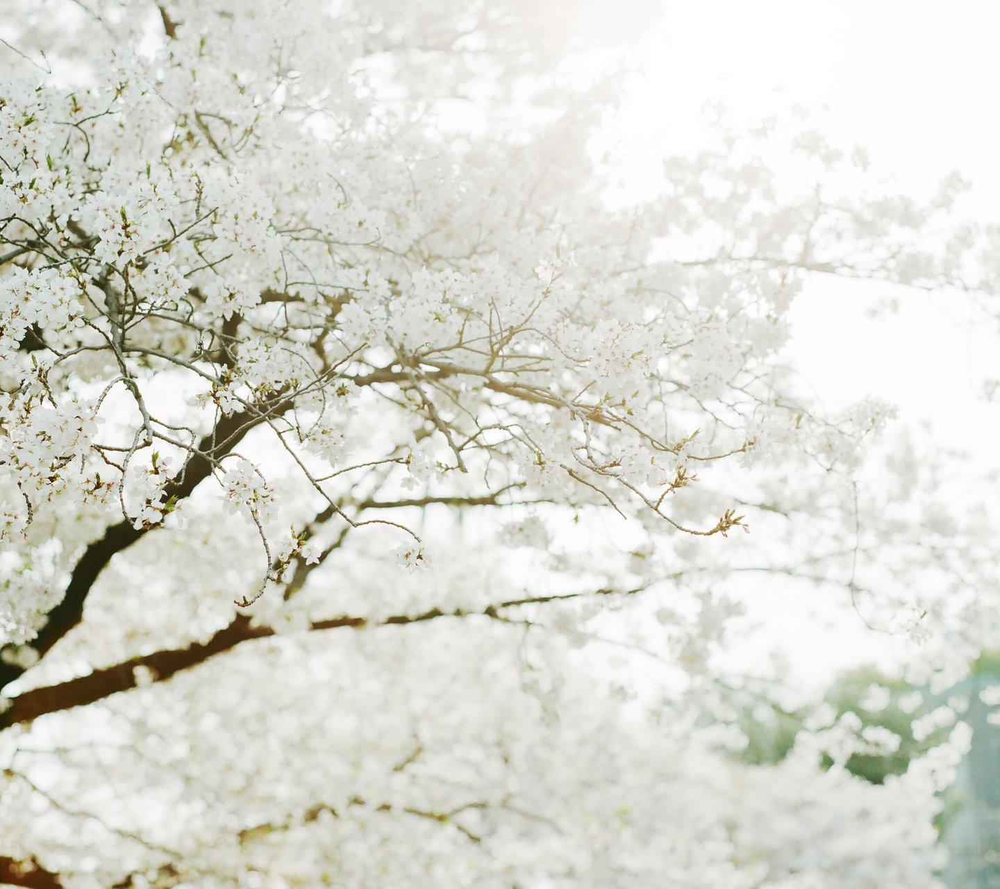 เมล็ดเชอร์รี่（Sakura Seeds）30เมล็ดพันธุ์คุณภาพ ต้นไม้ เมล็ดดอกไม้ สามารถปลูกได้ทั่วประเทศไทย ต้นไม้ ต้นไม้ประดับ เมล็ดพันธุ์ plants ต้นไม้ตกแต่ง ไม้ดอก พันธุ์ไม้หายาก พันธุ์ไม้ดอก ดอกไม้จริง ต้นดอกไม้สวยๆ พันธุ์ดอกไม้ flower seeds ของตกแต่งในสวน