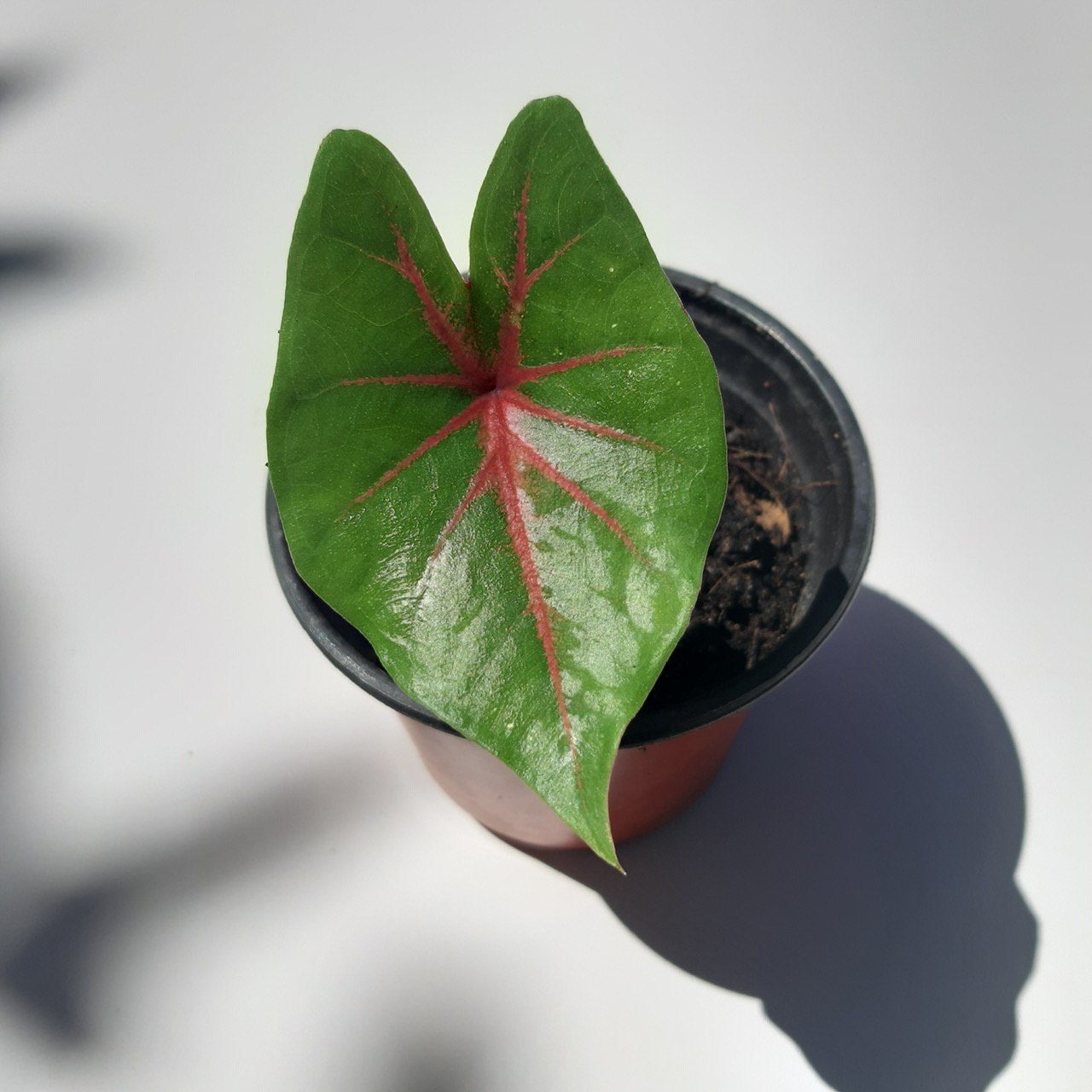 รายการ 90+ ภาพพื้นหลัง ลูกไม้ป่ากระดูกแดง ใหม่ที่สุด