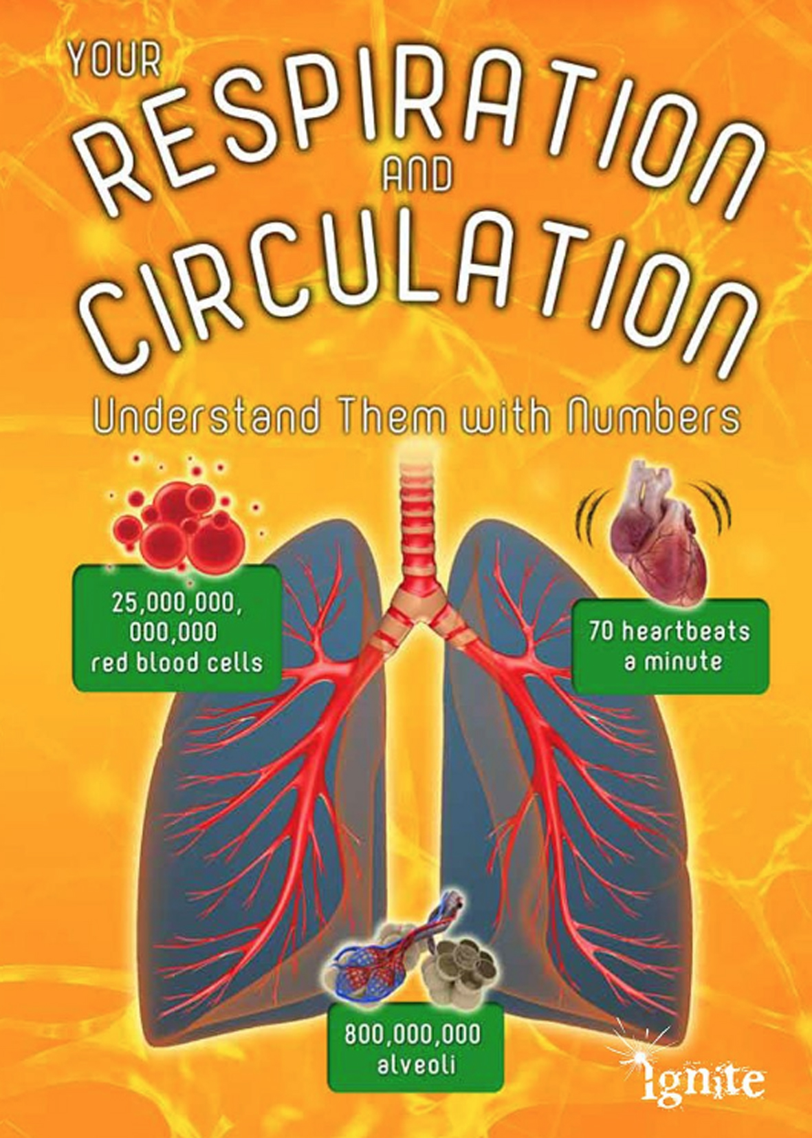 YOUR RESPIRATION AND CIRCULATION (Understand them with numbers) by DK Today