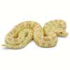 Safari Ltd. : SFR100250 โมเดลสัตว์ Albino Burmese Python