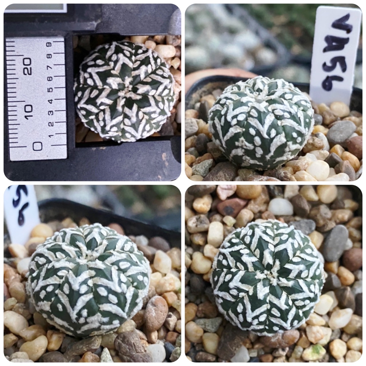 V Astrophytum V Type Cactus Uncle Joe Thaipick