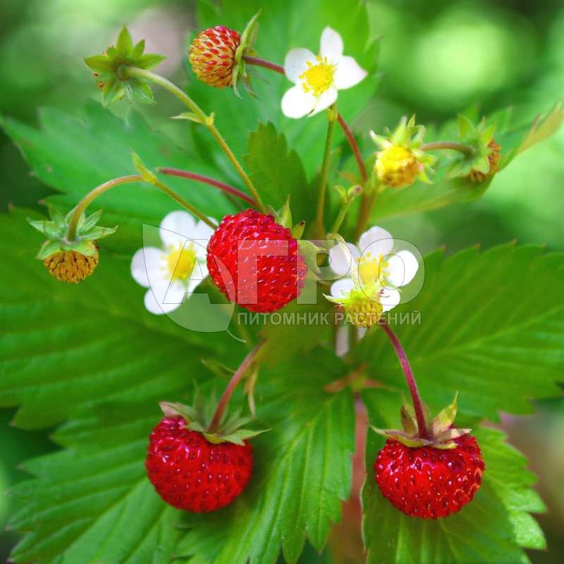 20h hạt giống dâu tây rừng wild mini