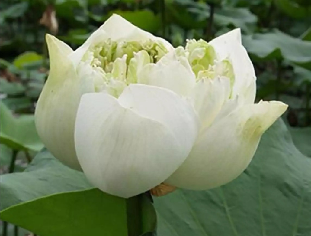 เมล็ดบัวหลวงดอกสีขาว ดอกใหญ่ ของแท้ 100% เมล็ดพันธ์ุบัวหลวง ดอกบัว ปลูกบัว เม็ดบัว สวนบัว  9 เมล็ด