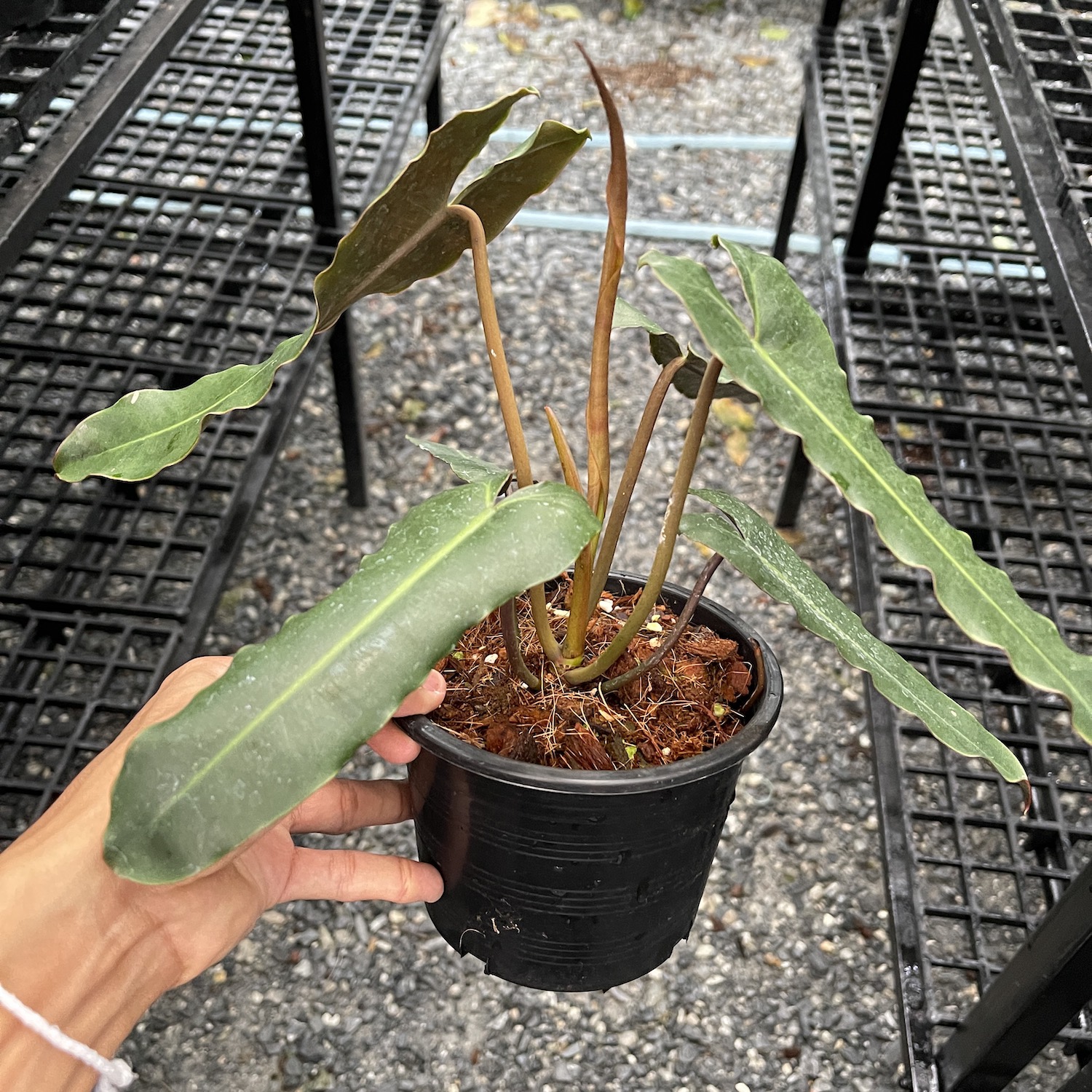 Philodendron billietiae dark form / atabapoense x billietiae ฟิโลเดนด ...