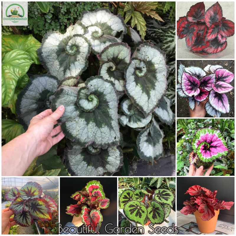 เมล็ดพันธุ์ บอนสี Mixed Begonia Seeds Hosta plantaginea Flower Seeds for Planting (ประมาณ 50 เมล็ด) ต้นดอกไม้สวยๆ พันธุ์ดอกไม้ ดอกไม้จริง เมล็ดดอกไม้ ของแต่งสวน บอนไซ ต้นไม้ฟอกอากาศ ต้นไม้ประดับ เมล็ดบอนสี เมล็ดพันธุ์แท้ 100% ปลูกง่าย ปลูกได้ทั่วไทย