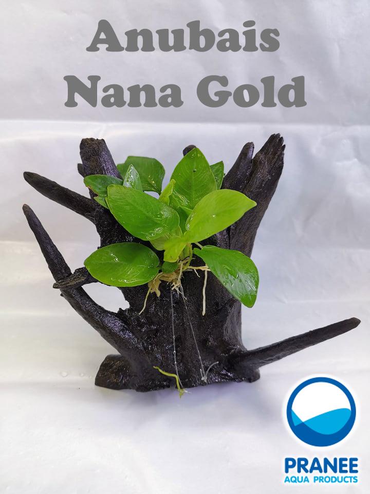 ขอนไม้ติดต้นอนูเบียส Nana Gold (นานา โกลด์)