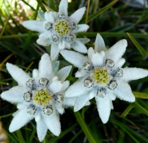 เอเดลไวส์ - เมล็ดพันธุ์ เอเดลไวซ์ ดอกไม้เมฆ ดอกรักแท้ (Edelweiss) / 100 เม็ด