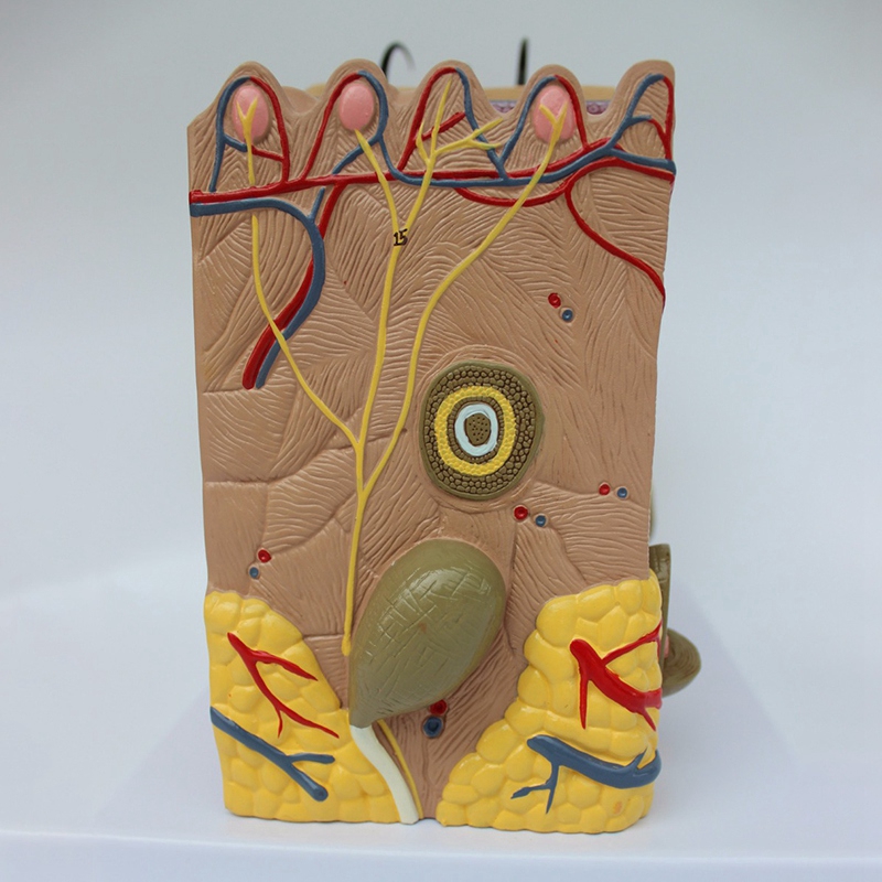 Skin Model, 35X Skin and Hair Structure Enlarge Model Anatomical Model ...
