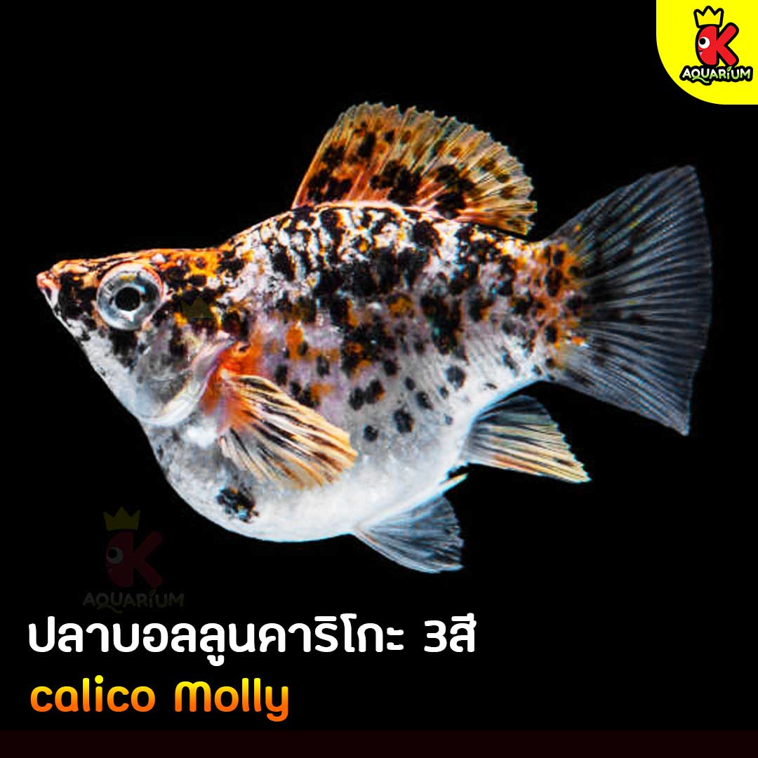 My Image 35
