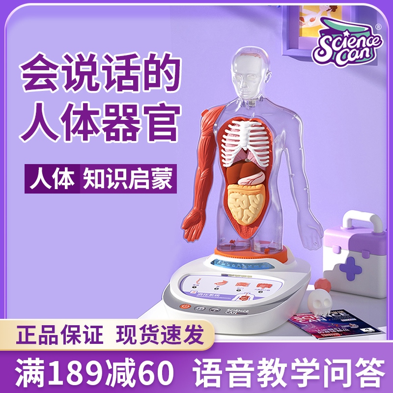 Smartlab Body The smartlab human body skeleton model bone structure internal medicine ...