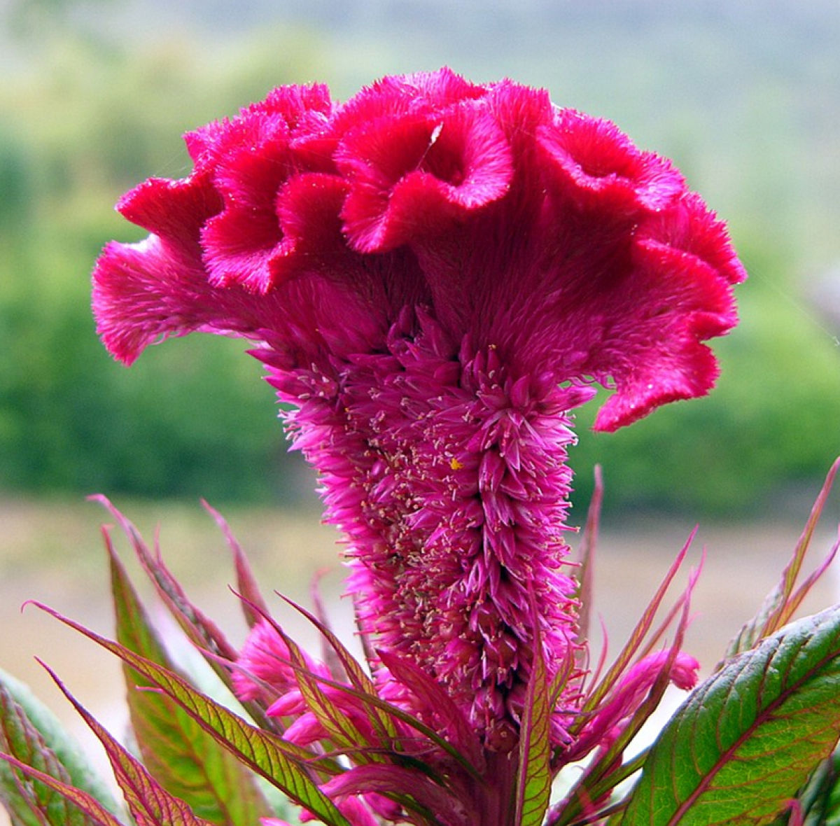 петушок цветок фото уличный красный