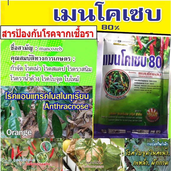 แมนโคเซบ mancozeb 100g สารกำจัดโรคพืชป้องกันกำจัดเชื้อรา โรคแอนแทรคโนส  โรคใบไหม้  โรคราน้ำค้าง โรครากเน่า