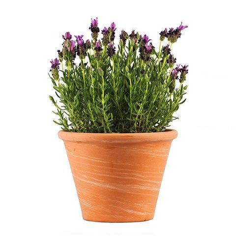 Ready Stock 200pcs Lawn Seeds Grass Seed Bermuda Turfgrass Seeds For Planting Resistance To Trampling Four Season Green I.710666933 Ready Stock 200pcs Lawn Seeds Grass Seed Bermuda Turfgrass Seeds For Planting Resistance To Trampling Four Season Green I.710666933