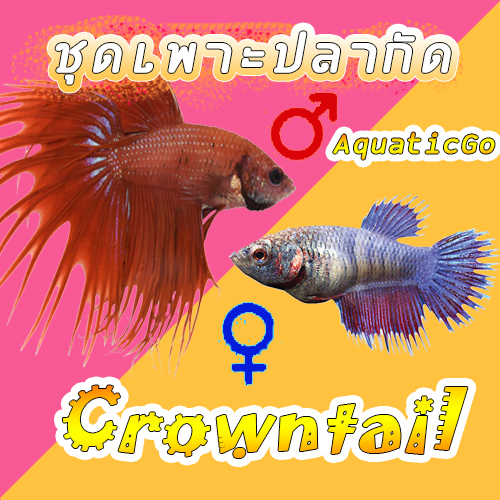 ปลากัด ชุดเพาะปลากัดคราวเทลพร้อมรัด 1 คู่(crowntail female and male)พร้อมส่ง มีประกันความเสียหาย