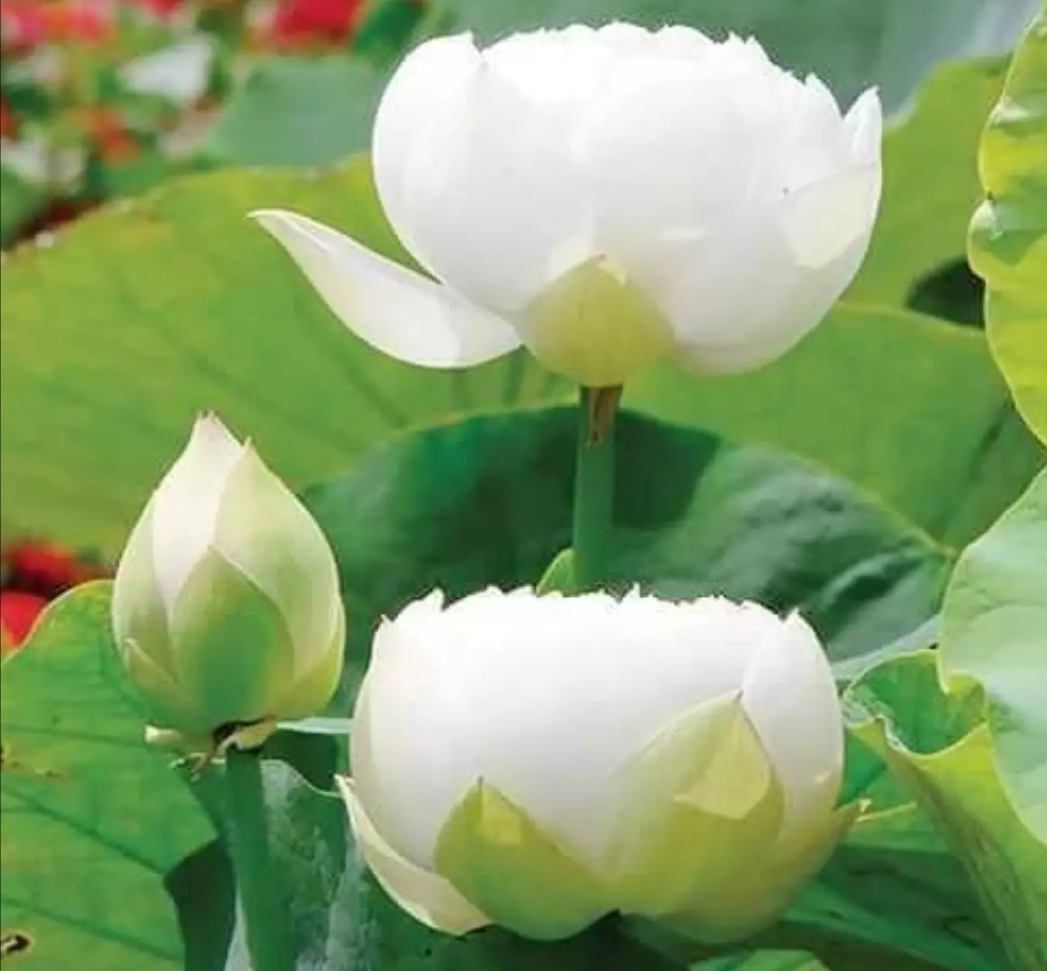เมล็ดบัวหลวงดอกสีขาว ดอกใหญ่ ของแท้ 100% เมล็ดพันธ์ุบัวหลวง ดอกบัว ปลูกบัว เม็ดบัว สวนบัว  9 เมล็ด