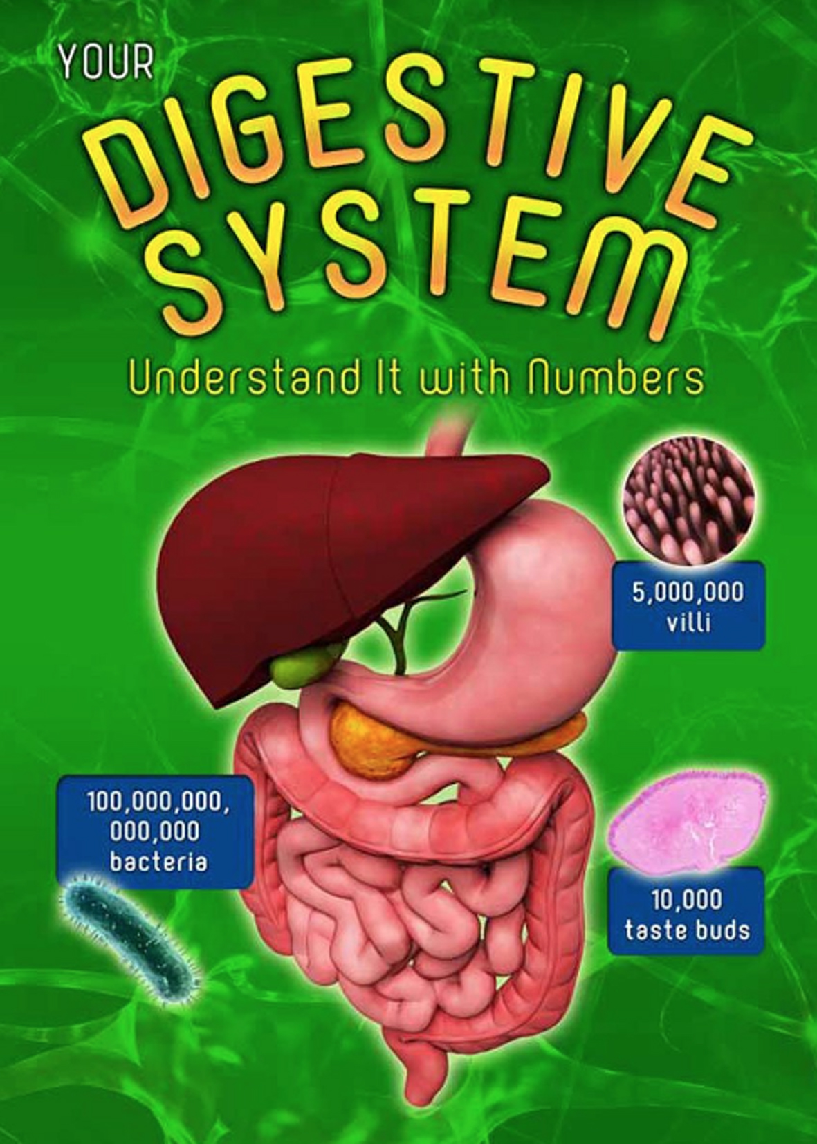 YOUR DIGESTIVE SYSTEM (Understand them with numbers) by DK Today