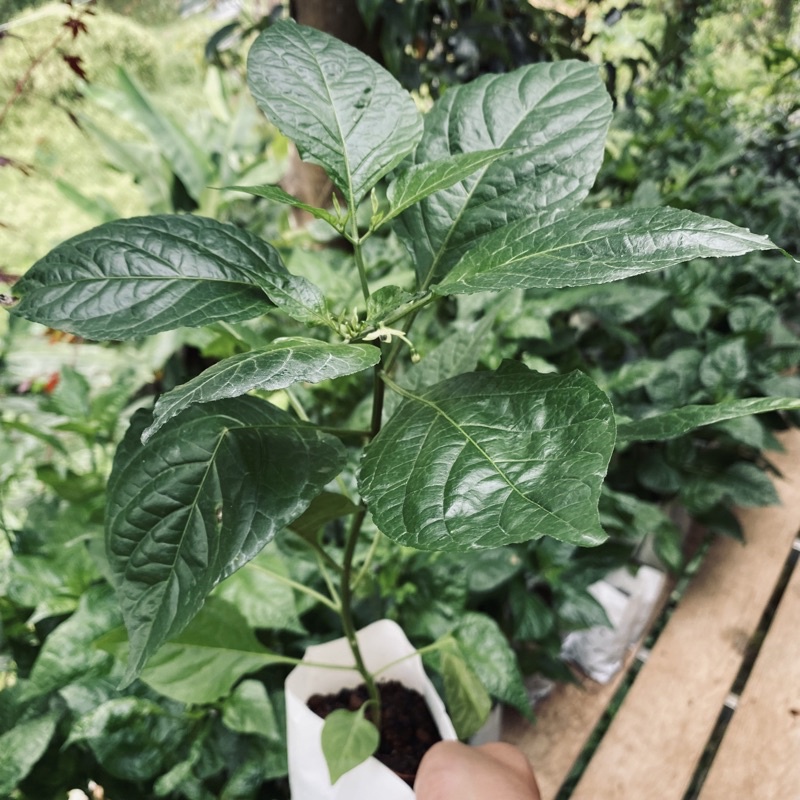 Wowowow+++) ต้นพริกปีศาจ ขนาดพร้อมปลูก Bhut Jolokia pepper breed ราคาคุ้มค่า พรรณ ไม้ น้ำ พรรณ ไม้ ทุก ชนิด พรรณ ไม้ น้ำ สวยงาม พรรณ ไม้ มงคล - LALINPT SHOP - ThaiPick Wowowow+++) ต้นพริกปีศาจ ขนาดพร้อมปลูก Bhut Jolokia Pepper Breed ราคาคุ้มค่า พรรณ ไม้ น้ำ พรรณ ไม้ ทุก ชนิด พรรณ ไม้ น้ำ สวยงาม พรรณ ไม้ มงคล - Lalinpt Shop - Thaipick