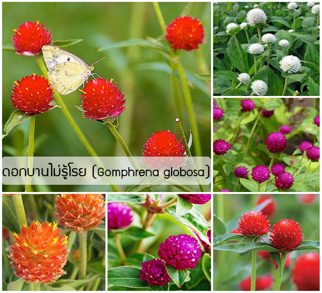 My Image 21