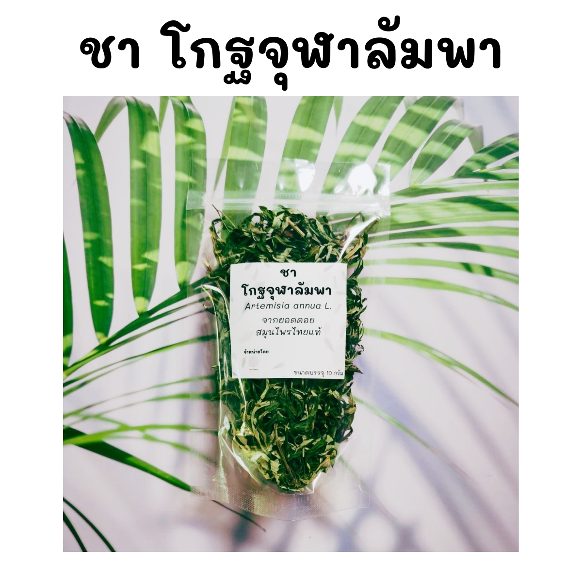 รวมกัน 104+ ภาพพื้นหลัง สมุนไพรโกฐจุฬาลัมพาหาซื้อได้ที่ไหน ครบถ้วน