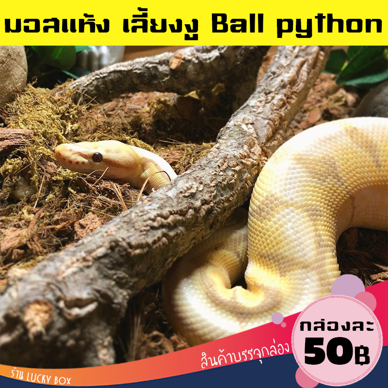 มอสแห้ง เลี้ยงงู Python regius มอสเลี้ยง งูไพธอน Ball python กล่องละ 50 Vivarium Exotic pet