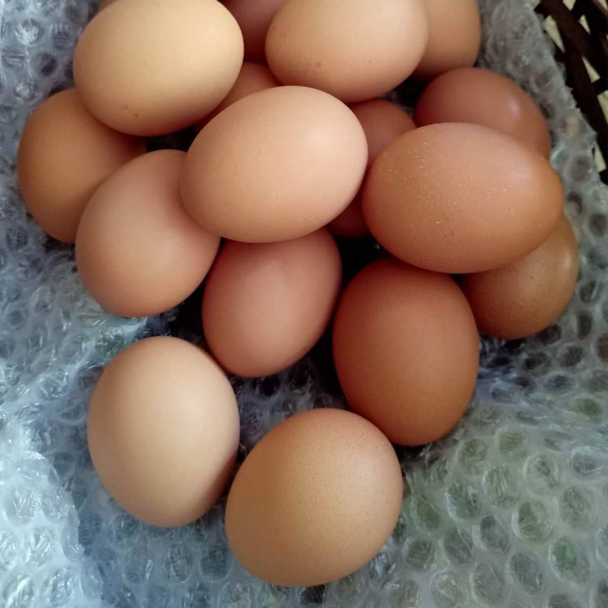 ไข่เชื้อไฮบริด 12 ฟองสำหรับฟัก ไข่ดี ไข่ดก ใบใหญ่
