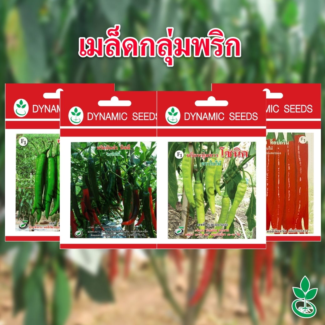 เมล็ดพันธุ์พริกหนุ่มขาว ลูกผสม โซนิค ขนาด 50 กรัม 1 กระป๋อง จาก ไดนามิค