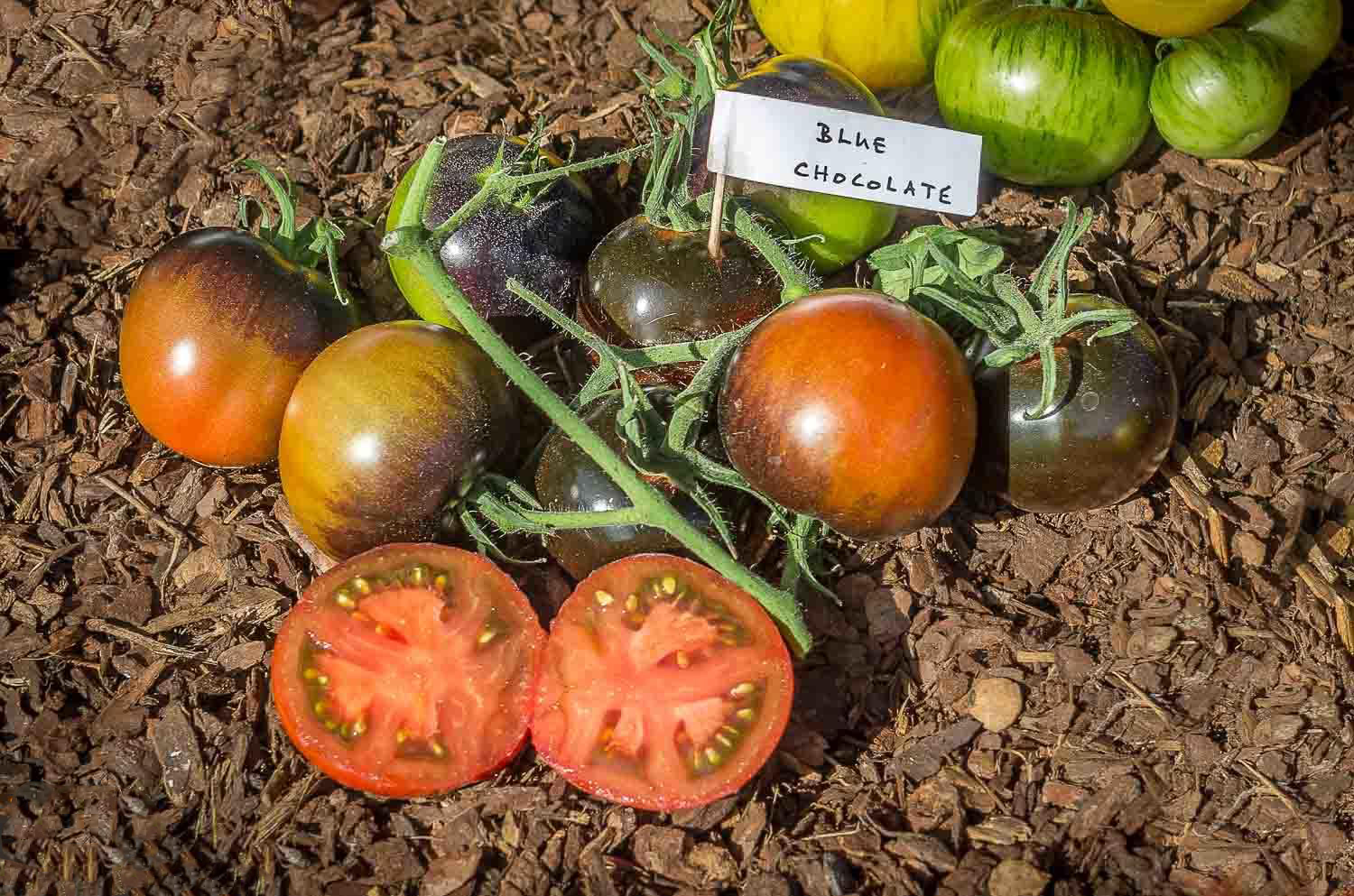 Indigo Blue Chocolate Tomato Seeds