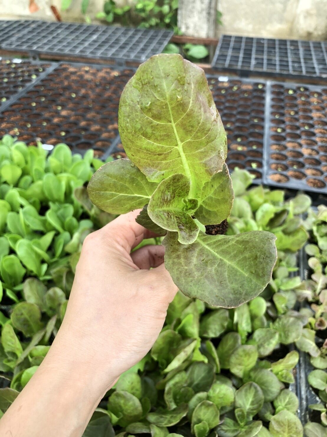 สลัด เรดคอส (Red Cos Lettuce) ต้นกล้าพร้อมปลูก กล้าละ 10 บาท ...