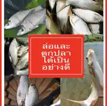ภาพขนาดย่อของภาพหน้าปกสินค้าเหยื่อตกปลา สปิ๋ว ชิงหลิว เหยื่อ อาหารปลา เหยื่อปลาเกร็ด  มี3ขนาด 100กรัม 300กรัม 500กรัม *พร้อมส่งสินค้าส่งจากไทย จากร้าน Shopmay บน Lazada ภาพที่ 8