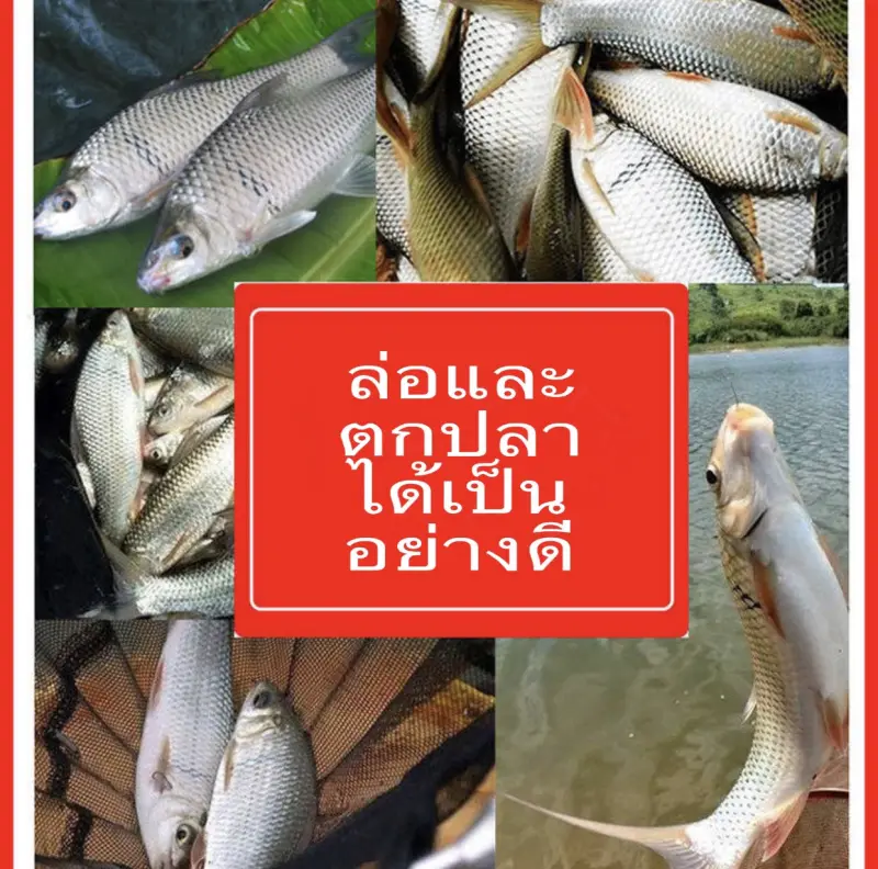 ภาพสินค้าเหยื่อตกปลา สปิ๋ว ชิงหลิว เหยื่อ อาหารปลา เหยื่อปลาเกร็ด  มี3ขนาด 100กรัม 300กรัม 500กรัม *พร้อมส่งสินค้าส่งจากไทย จากร้าน Shopmay บน Lazada ภาพที่ 8