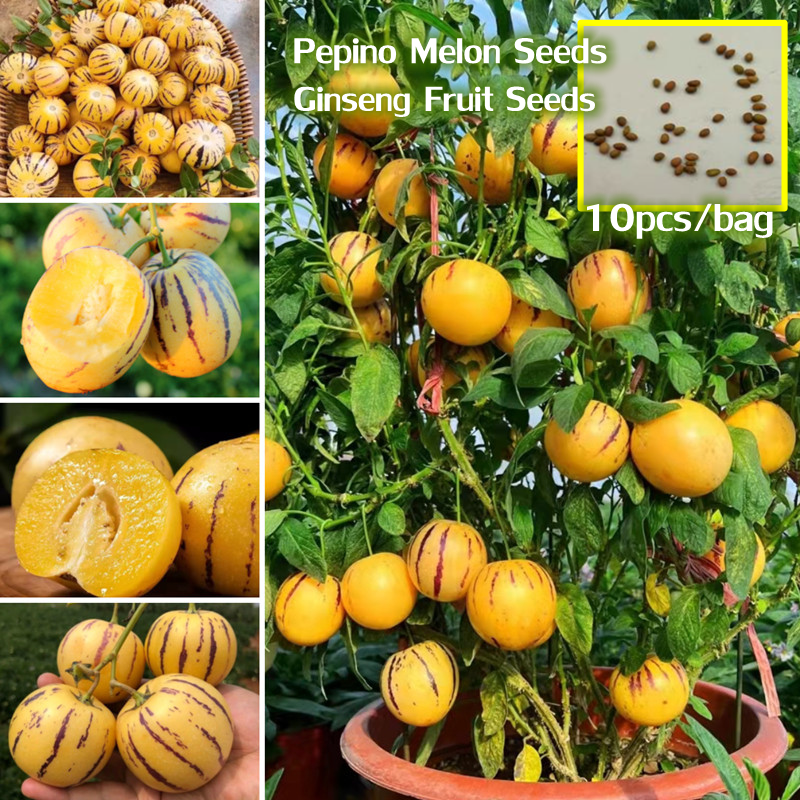 Ready Stock Pepino Melon Seeds Ginseng Fruit Seeds for Planting