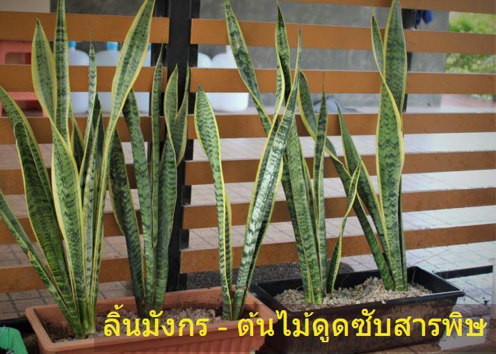 สุดยอดต้นไม้ฟอกอากาศ ต้นลิ้นมังกรขอบทอง + ดูดสารพิษ เหมาะวางในห้องนอน ปรับสมดุลโต๊ะทำงานออฟฟิต