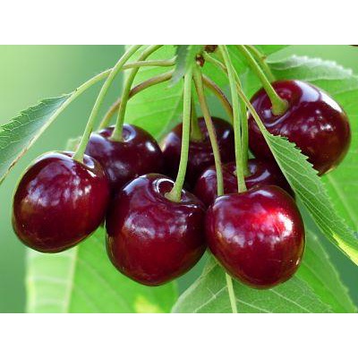 10H - #Hạt_Giống_Quả_Cherry (Tặng kèm kích mầm phân bón)