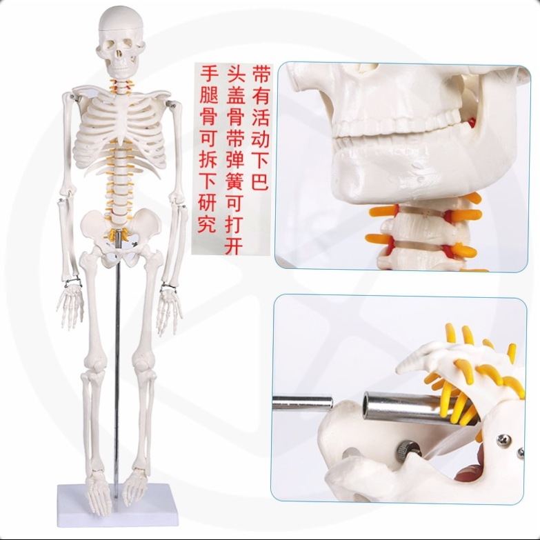 Cocoa spine bone medical biological model dynamic creative human body ...