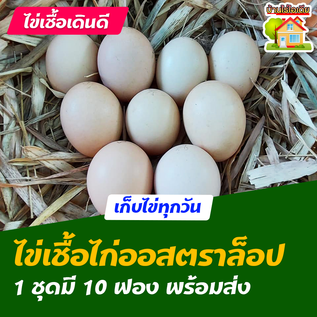 ไข่เชื้อไก่ออสตราล็อป ออสเตรเลีย สำหรับการฟัก 10 ฟอง