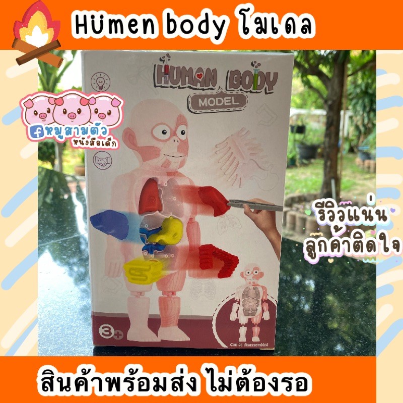 Best seller humen body หุ่นร่างกาย โมเดลร่างกาย โมเดล นิทานเด็ก หนังสือเด็ก