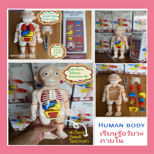 human body โมเดลร่างกาย ที่สามารถถอด ประกอบอวัยวะได้