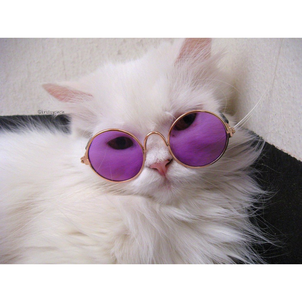 □๑  MJ_SHOP แว่นแมว แว่นตาแมว ใช้ได้ทุกสายพันธุ์ และสุนัขพันธ์เล็ก