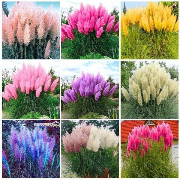 100 เมล็ดหญ้า หญ้าภูเขา หญ้าแพมพัส Pampas grass แปมปัส นำเข้าจาก USA
