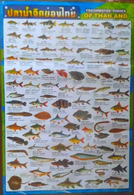 โปสเตอร์_ปลาน้ำจืดของไทย Poster Freshwater fish of Thai