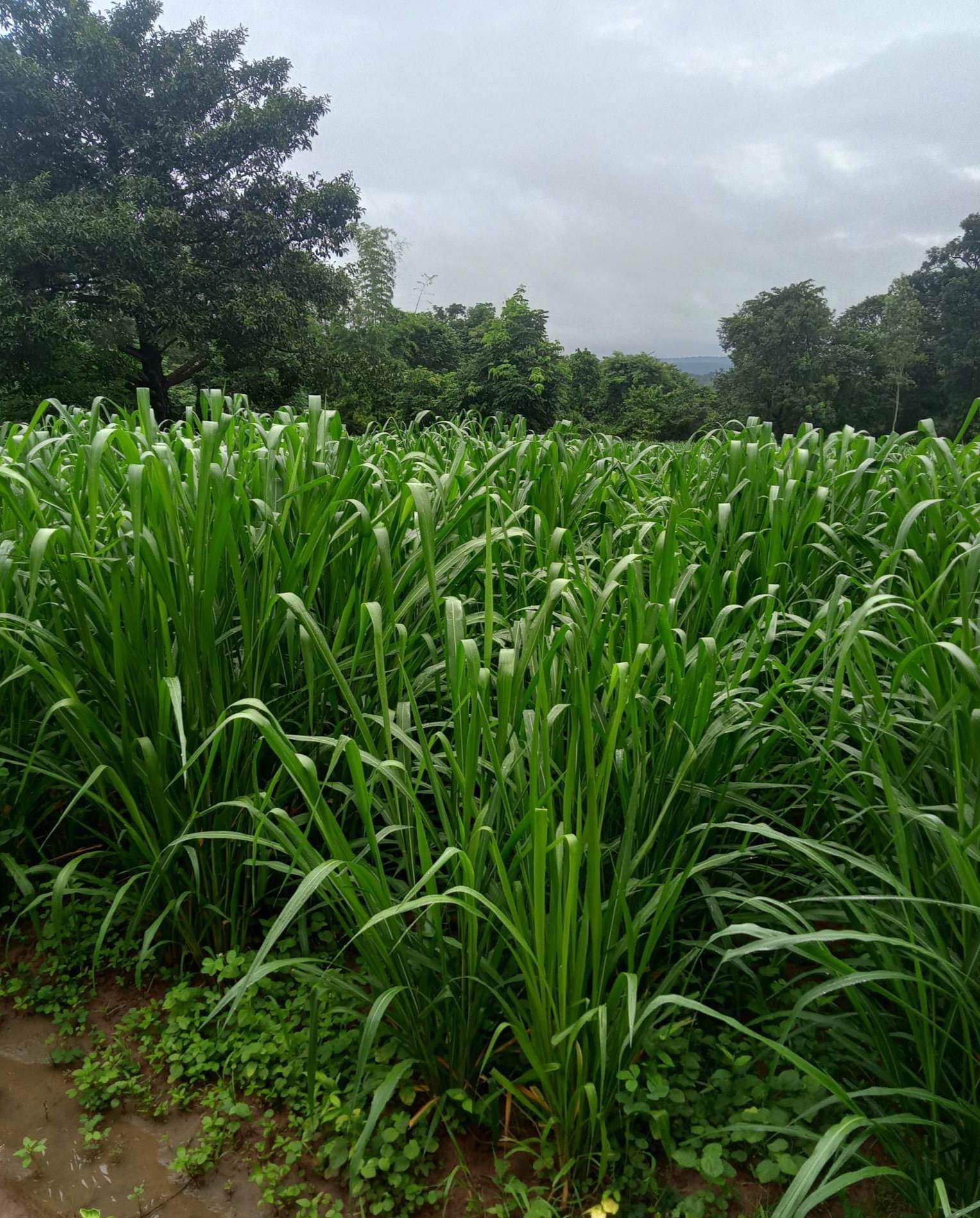 Mombasa Guinea Ubon Forage Seeds, 44 OFF